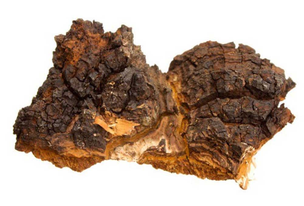 Benefits of Chaga Functional Mushrooms A Comprehensive Guide